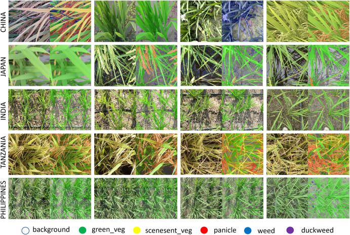 PPhenomics's tweet photo. RiceSEG: The first large-scale multiclass rice segmentation dataset spanning 5 countries & 6,000+ genotypes. A vital resource for AI-driven crop phenotyping. 🌾
#RicePhenotyping #AgriculturalAI #OpenDataset
Details: https://t.co/4EU9HPmbNe https://t.co/ax0JtlaAW6