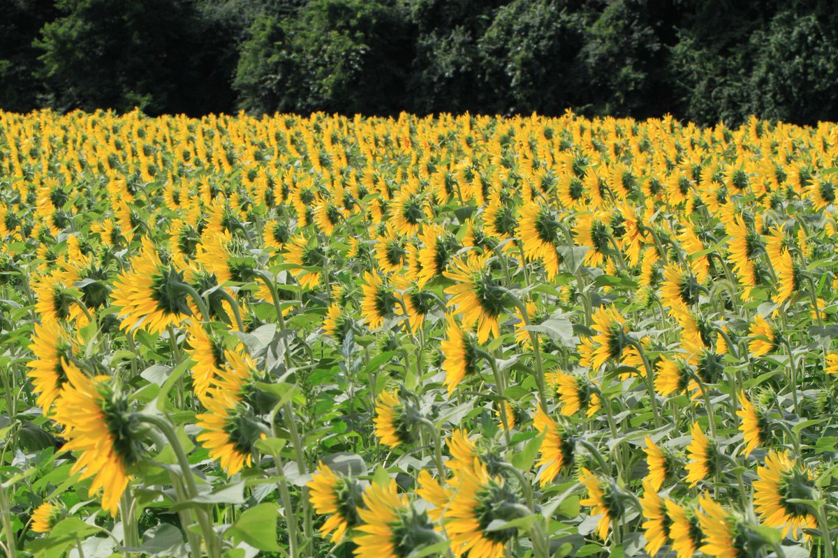 kon5933's tweet photo. #花　#flowers
#ひまわり　#Sunflowers https://t.co/85V9cnQxka