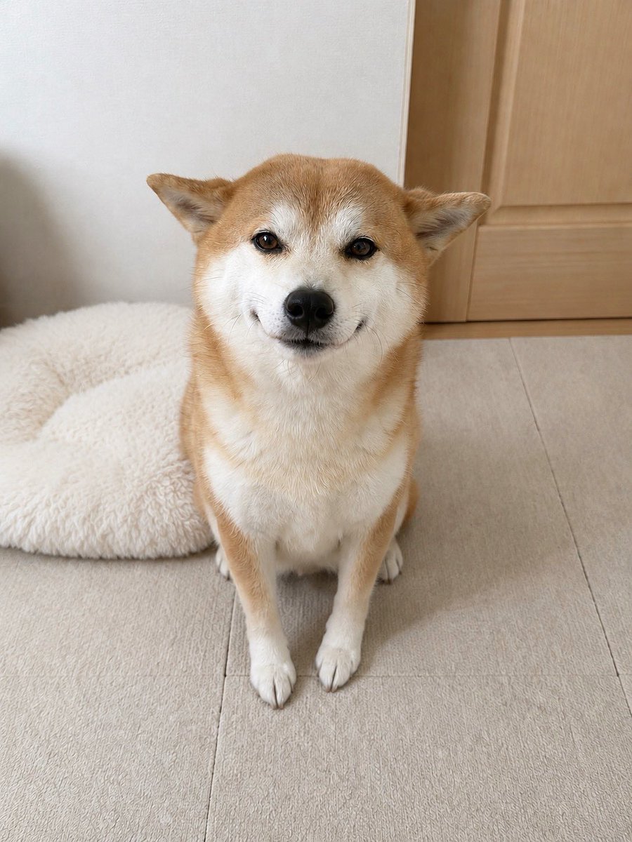 momonosekaiii's tweet photo. ヨーグルトを待ってる犬可愛いすぎる https://t.co/8R6R7pZjiv