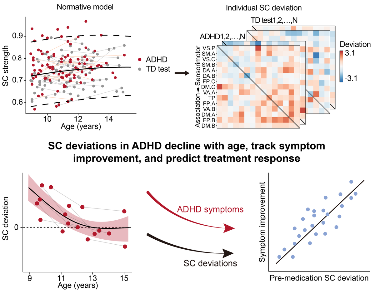 chocoxu0925's tweet photo. Excited to share our latest @natBME paper!🥳How does structural connectivity (SC) in ADHD deviate from typical development? We show delayed maturation of association-network SC, with some deviations declining with age, tracking symptoms, and predicting treatment response. https://t.co/OsYdnepgv1