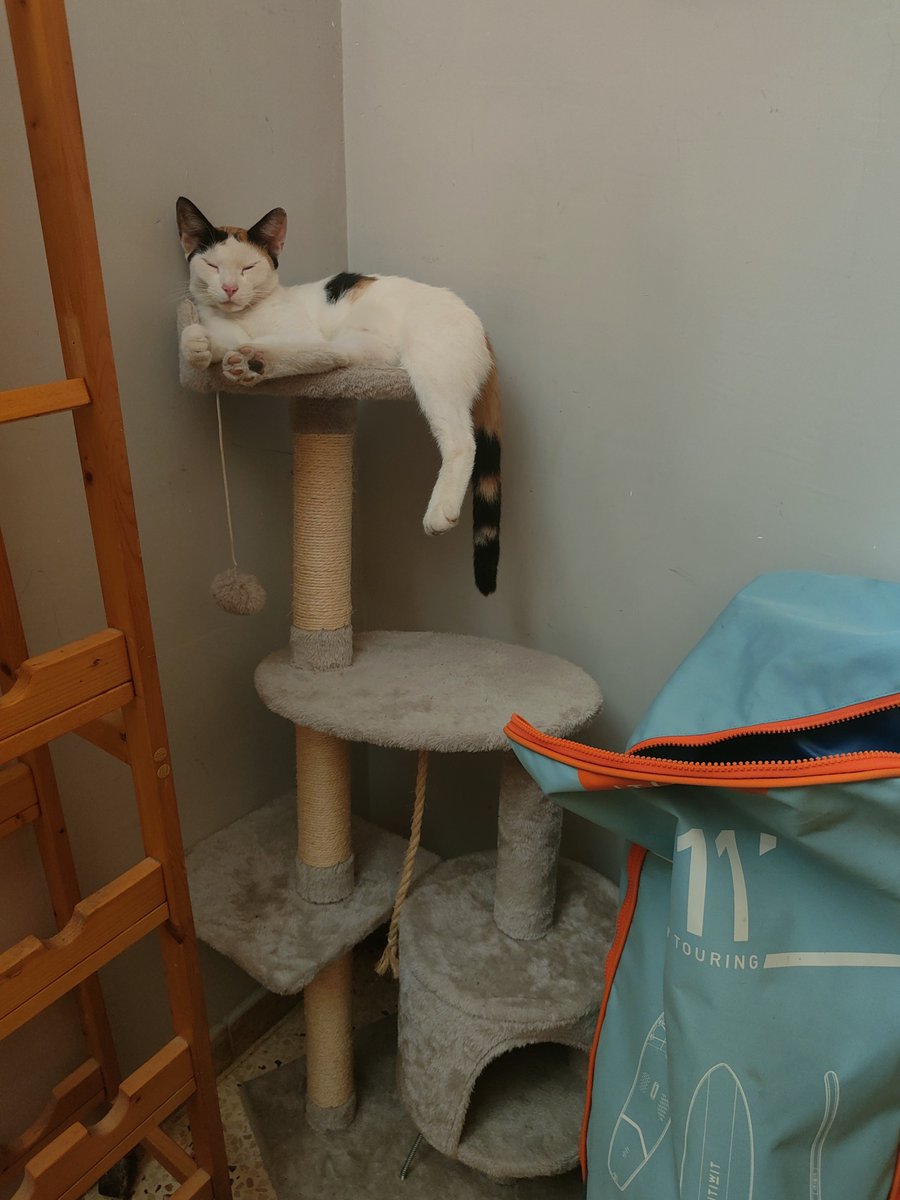 N_i_c_o_la's tweet photo. Questo trespolo è stato ignorato da 4 gatti di casa. L'ho messo in garage ed è la felicità di #Bianchina la gatta condominiale. I randagi apprezzano 😻 https://t.co/TfneNrh2Zi