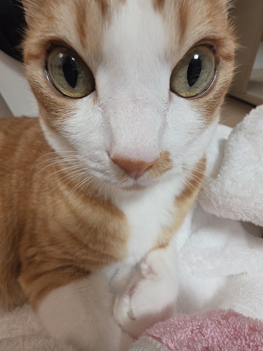 kimodeng0314's tweet photo. 건조기에서 나온 따끈나끈한 수건에서 나오기싫은 얼굴 https://t.co/tKMVV4NBtV