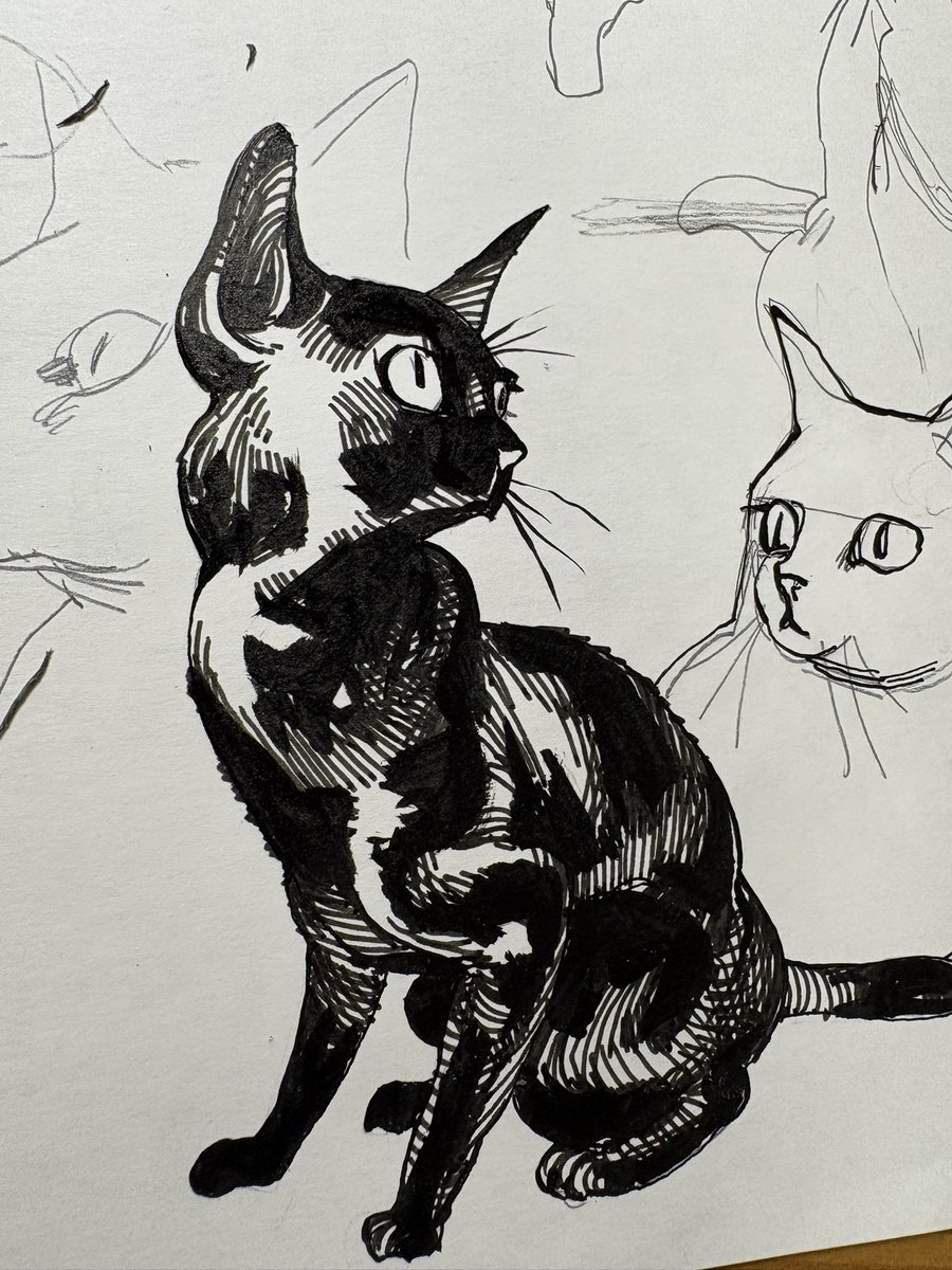 Suna_uri's tweet photo. 黒猫描く練習 https://t.co/Xa6eehcBlo
