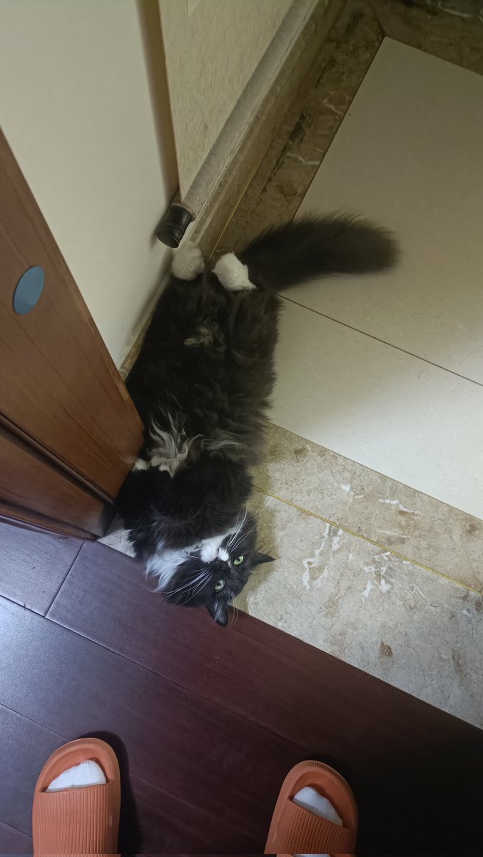 Solar_Chinatsu's tweet photo. 没啥好发的 发点猫吧！ https://t.co/pWiZgNEw7y