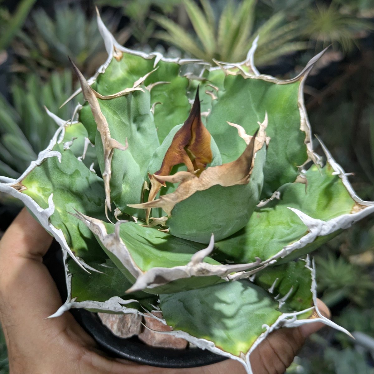ROUKA plants on X: 