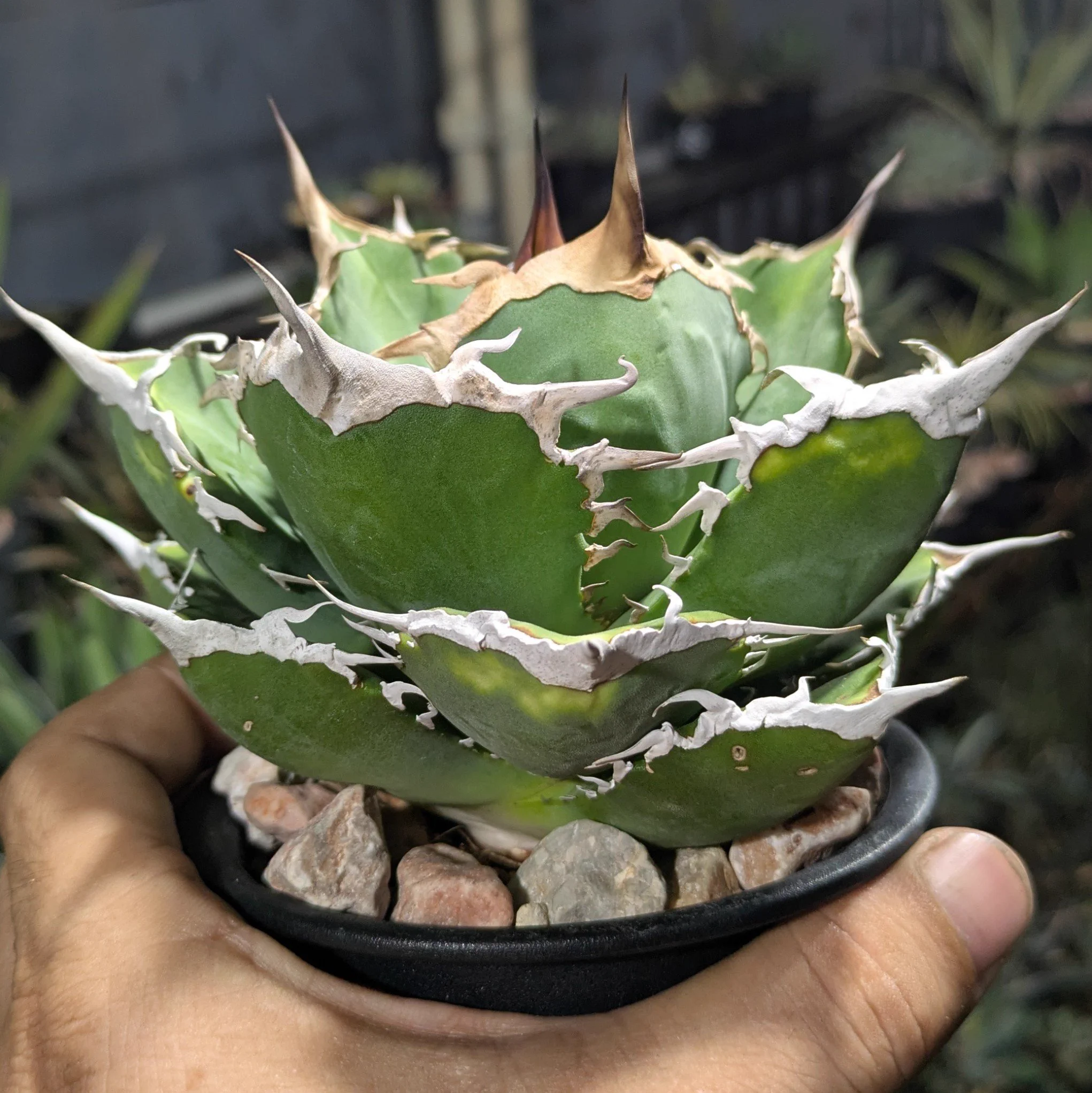 ROUKA plants on X: 