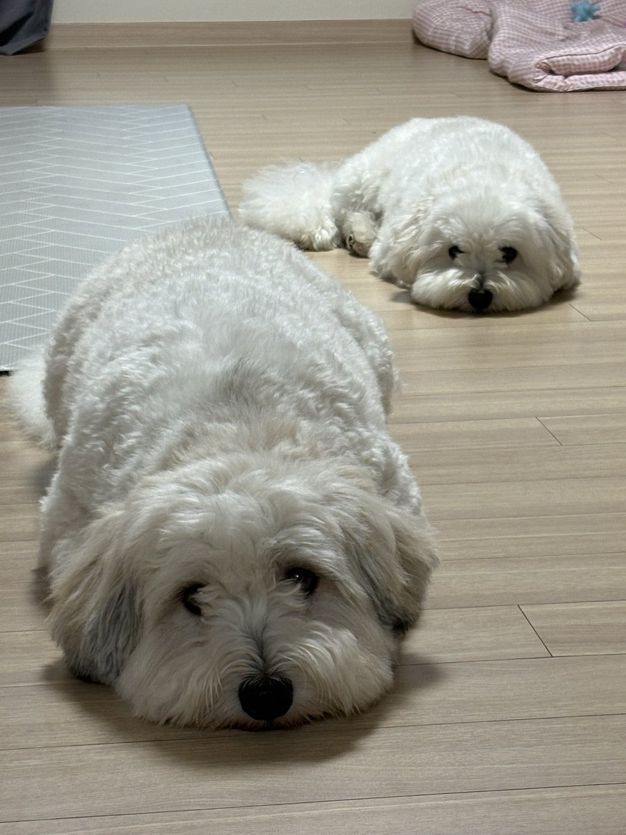 soolovesbongsik's tweet photo. 저히 집에 빵 두 덩어리 흘리고 가신 분? https://t.co/8ZrM40Yytd