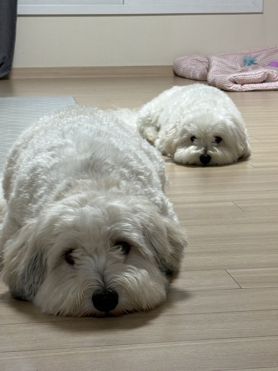 soolovesbongsik's tweet photo. 저히 집에 빵 두 덩어리 흘리고 가신 분? https://t.co/8ZrM40Yytd