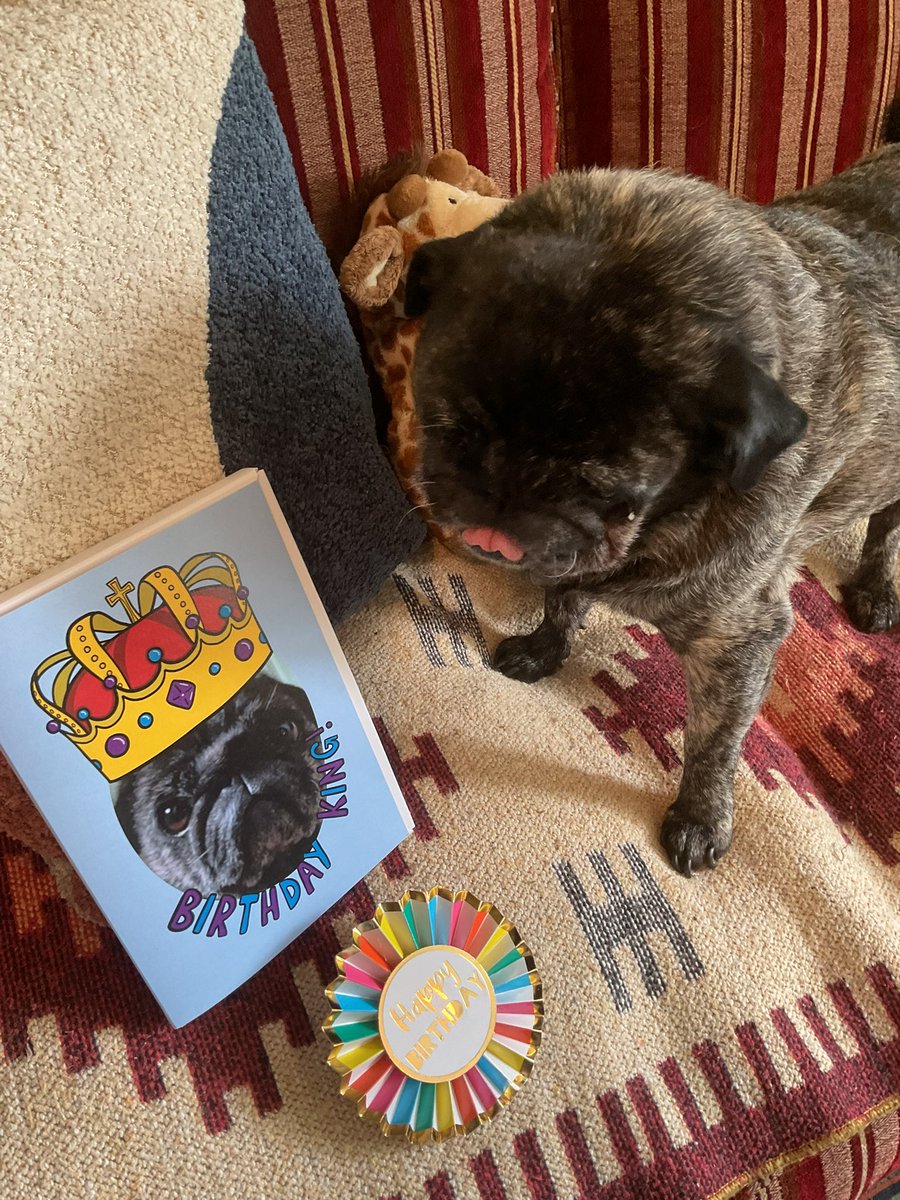 Hector_Shar_Pei's tweet photo. Listen up furpals, not only is it Tung Out Toosday, but it is also my 8th BIRTHDAY! 👅🎉🥳🎂🎁🎈🎊
I’ll be going right in to Petsmart to get a brand new harness, and will have on my birthday badge. 
Fanks Frankie pal for dis amazing card and badge, I lub you! https://t.co/so3FrcoMnf