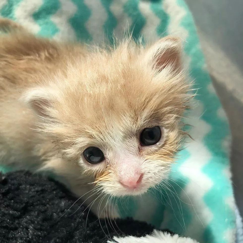 GHYOUDH_16's tweet photo. This fluffy kitten, Mochi, just hit his 3-month milestone! From tiny blind baby to zooming furball in 12 weeks—so many purrs u0026 tiny paw print memories  #PetGrowthJourney https://t.co/TfbqDDfasO