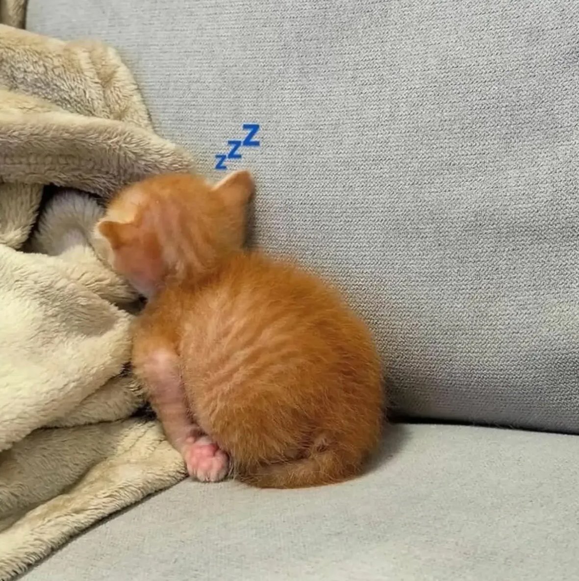 gatinarios's tweet photo. alguém avisa que ele vai acordar com torcicolo https://t.co/FKT160Qtrc