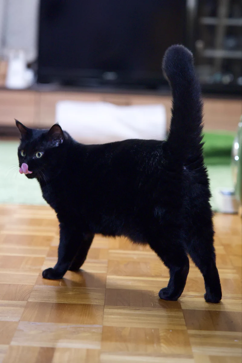 ༺ 黒ねこ༻ 黒猫つくねちゃん太しっぽ on X: 