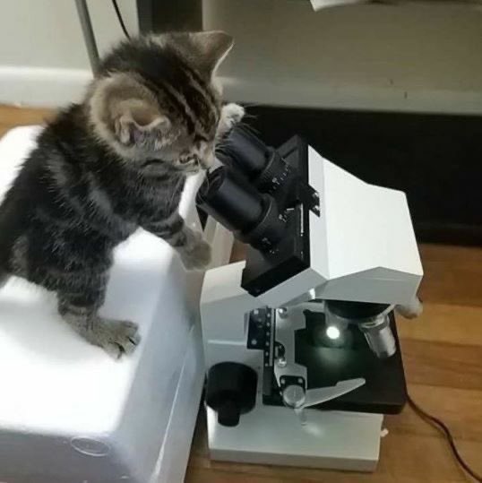 gatinarios's tweet photo. esse cientista não sabe de nada https://t.co/edcZnDWxVn