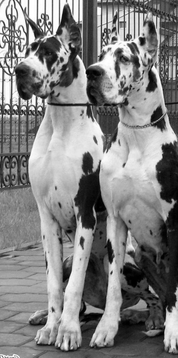 IsabelleMiceli's tweet photo. Eyes that speak, paws that comfort.. Our story is written in fur. 🐾🖤Link To Message 👇
https://t.co/Fnb3zFCEJI

#teenagegirls #NoLimit #Zoophilia #zopositivity #dogknotting
#AUSummit2026 #dogwhore #horsephiles #HappyNewMonthfamz 

#DogLove #FurrySoulmate #PuppyJoy https://t.co/x130RFUqOY