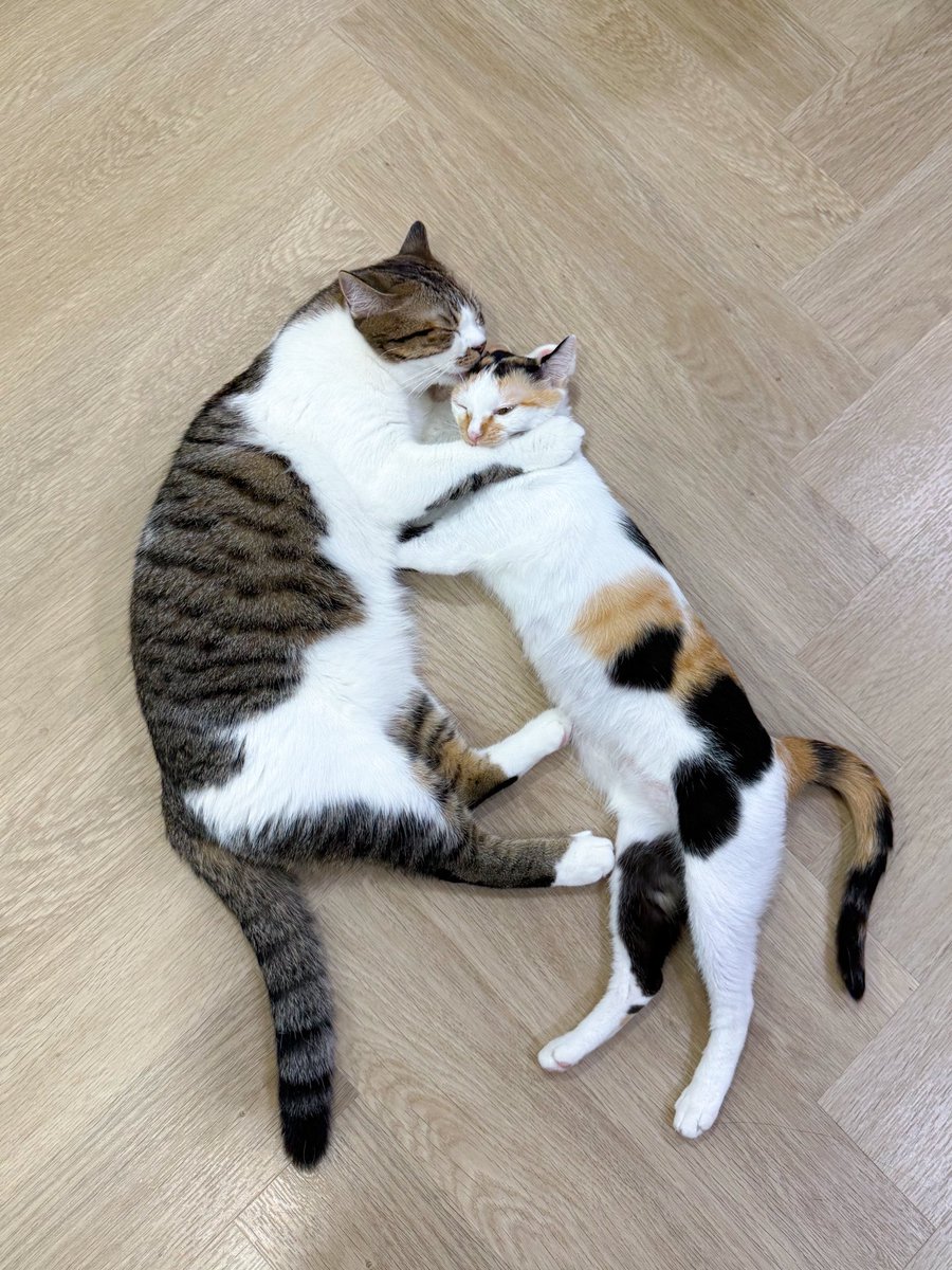 _DNVP2_'s tweet photo. โซรักแม่ฮับ https://t.co/xiZtFmczta