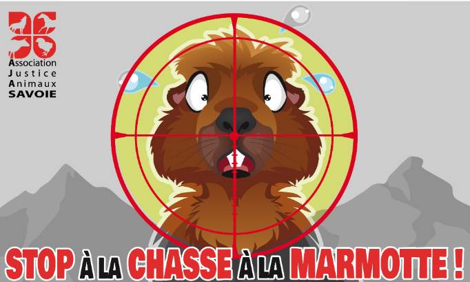 electractu's tweet photo. Les associations de protection de la nature (LPO, ASPAS, FNE) , de nombreux élus réclament l'interdiction de la chasse à la marmotte, chasse de loisir qui ne répond à aucun besoin global de régulation.
L'Italie a interdit la chasse à la marmotte dès 1992 !
https://t.co/OTaqvGWroP https://t.co/hVwpqkiYY2