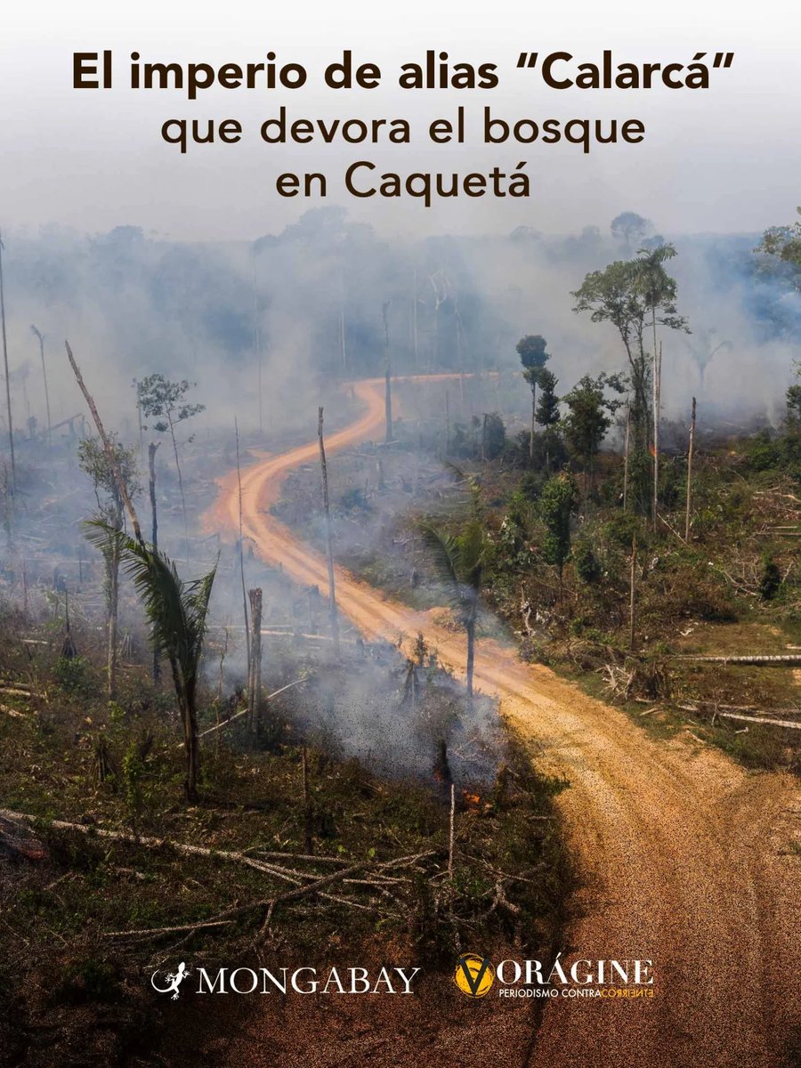 JoseGuarnizoA's tweet photo. Las disidencias entregan a los campesinos más pobres un paquete de colonización que incluye motosierra y tejas para arrasar más selva y meter ganado. A este ritmo, San Vicente del Caguán ya es el municipio más deforestado del país. Esto encontramos ⬇️: 
https://t.co/36DIVdmEVW https://t.co/QnJp2XN0zp