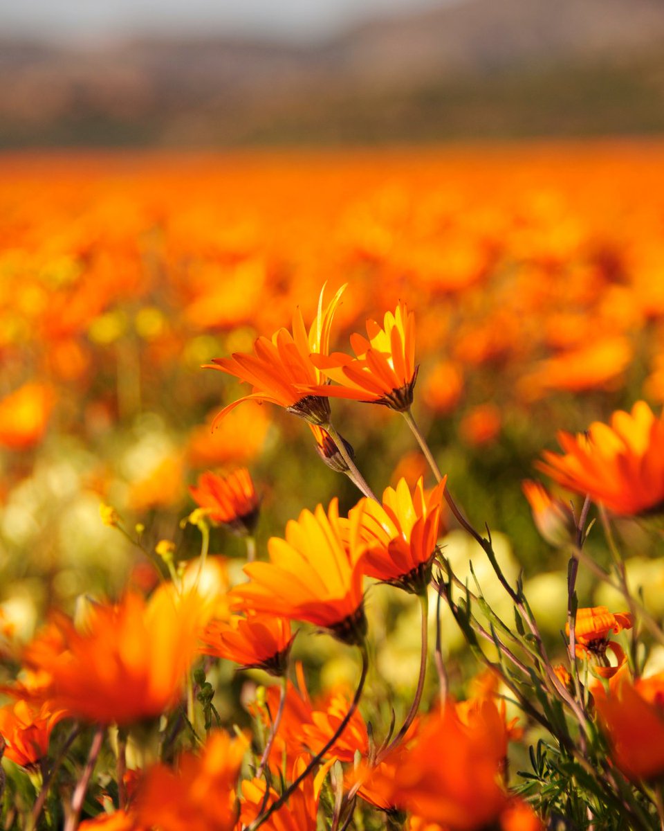 travelopulent's tweet photo. Consider this your official reminder to stop and smell the flowers.
Happy Spring Day! May your season be colourful, sunny and full of fresh beginnings🌿
#southafrica https://t.co/PdiSpc0g6L