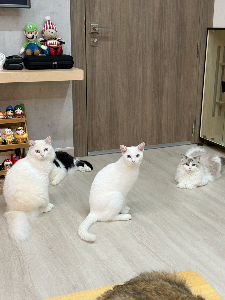 Bonusiie's tweet photo. หน้าตาบอกเลยอะว่าซนหมด ซนทุกตัว ซนไม่สนอะไรทั้งนั้น https://t.co/GzbP9S8bxd