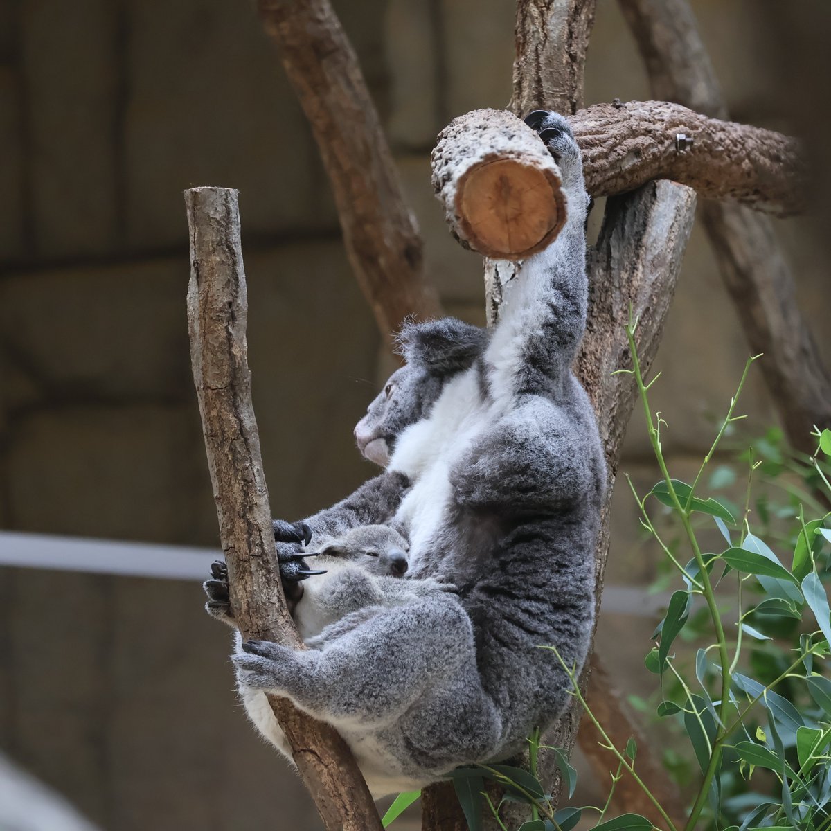 cotohal_mama's tweet photo. 寝心地はYogibo的な感じなのだろうか？？？

#りん #りん仔
#東山動植物園
#コアラ
撮影：2026.8 https://t.co/RWhnv7hWDa