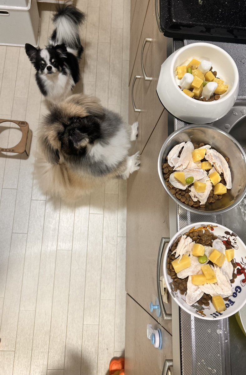 ushimaru0901's tweet photo. ケーキもごはんもウマウマ🐾あしたもこれがいいな🐮

#3歳のお誕生日🎂 https://t.co/pktd4vKrmz