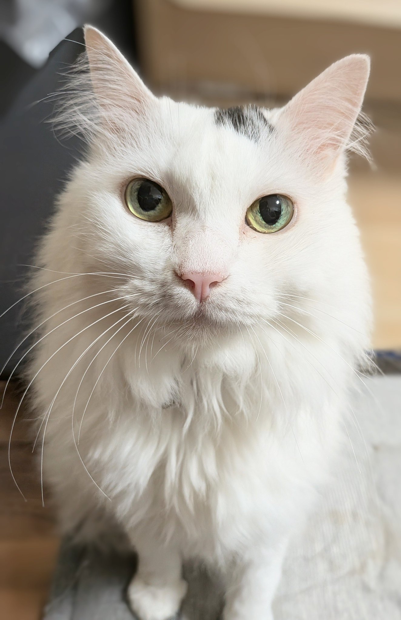 白*猫様 traser 白*猫様 traser top - Traser-トレーサーTraser-トレーサー