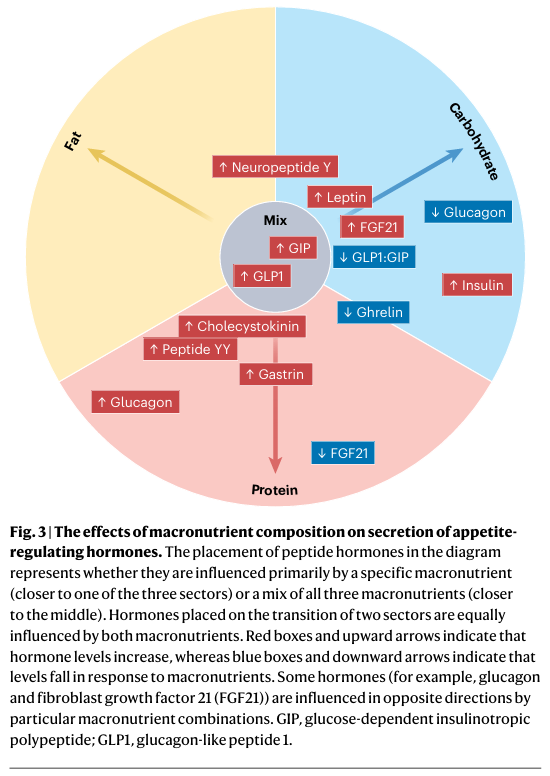 joseramosvivas's tweet photo. ¿Comemos #nutrientes aislados o mezclas de nutrientes? 🧬🍽️🥑🍞🥚 

Nature Reviews Endocrinology 📚🔬 destaca que las proporciones, la calidad y el equilibrio entre macronutrientes (carbohidratos 🍞, grasas 🥑 y proteínas 🥚) pueden importar más que sus efectos individuales.

Mediante el concepto de #geometríanutricional📐, los autores analizan cómo estas mezclas influyen en la ingesta 🍽️, la regulación del apetito 🧠, las señales hormonales 🧪, la fisiología sistémica ❤️‍🩹 y el riesgo de enfermedad a lo largo de la vida.

Además, discuten cómo el entorno alimentario industrializado moderno 🏭🍔🥤 puede alterar esta biología y contribuir a la carga global de obesidad ⚖️ y enfermedades asociadas al envejecimiento no saludable 🧓📉.

💡🔎 Sería interesante complementar estos modelos con ensayos clínicos a largo plazo 🧪📊 que evalúen distintas mezclas de macronutrientes en poblaciones y contextos dietéticos específicos 👥🌍.

🔗👉 https://t.co/F1rihEoOQC

#Nutrición #Endocrinología #Obesidad #Metabolismo #Dieta #Salud #Ciencia #Investigación #geometrianutricional