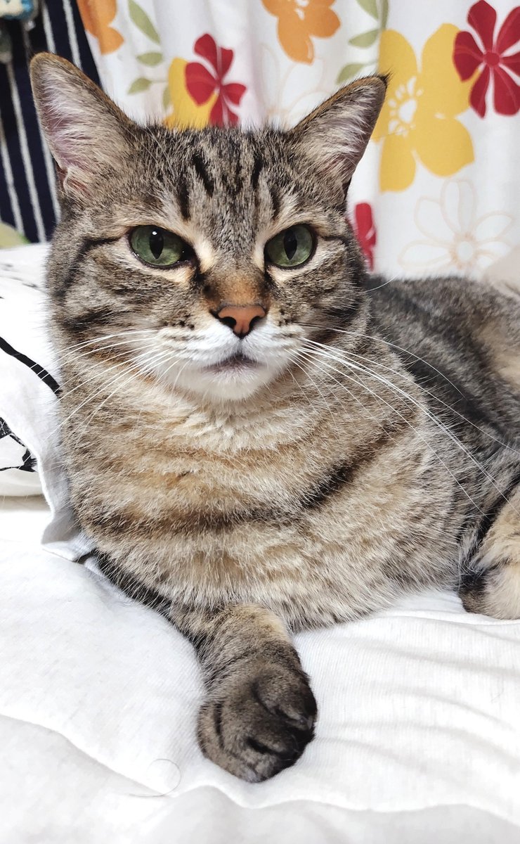 cat_56chan's tweet photo. イケメンすぎて困っちゃうぜ https://t.co/wo9ijlcg92