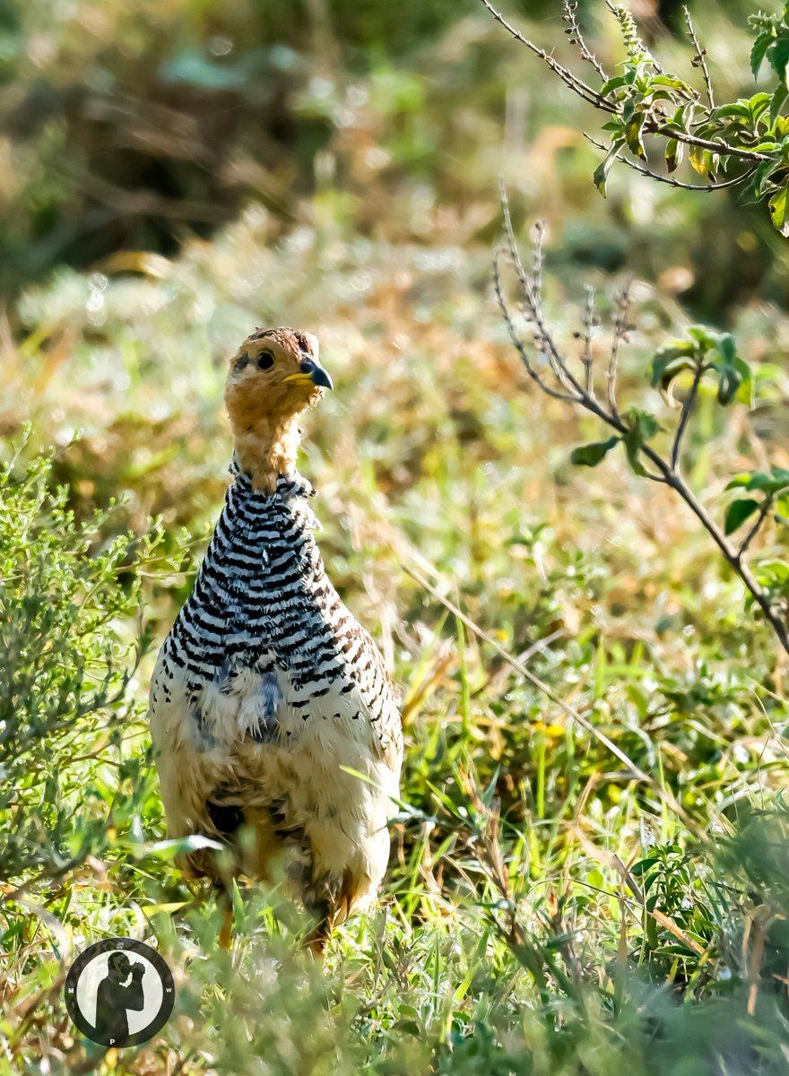 MartoWanjohi2's tweet photo. Coqui Francolin

Lake Nakuru National Park,Kenya. https://t.co/4YPE8dZbBB