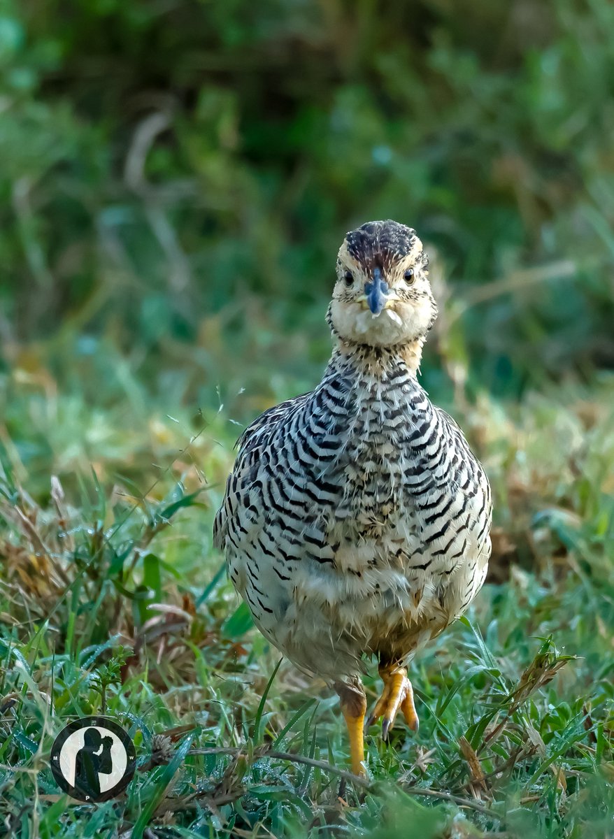 MartoWanjohi2's tweet photo. Coqui Francolin

Lake Nakuru National Park,Kenya. https://t.co/4YPE8dZbBB