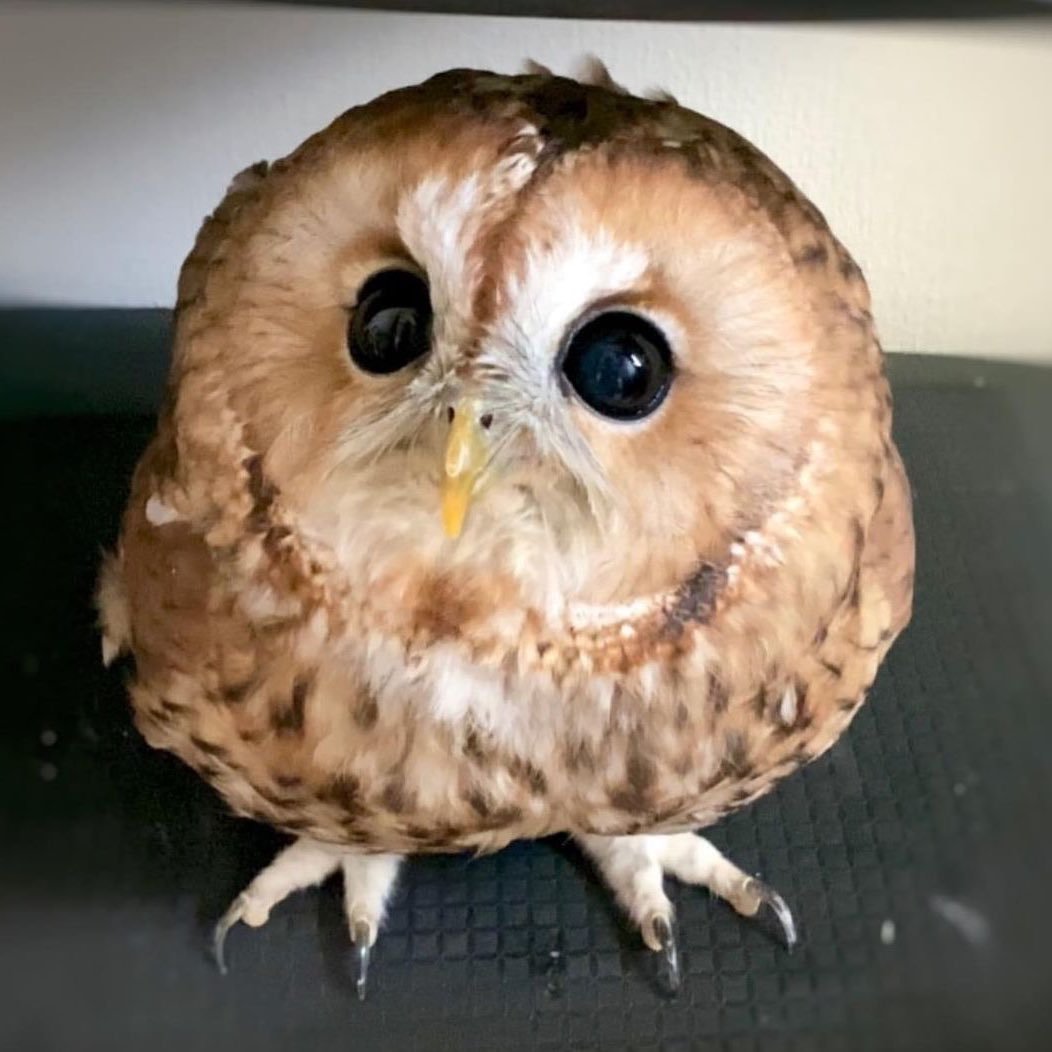 hourmuichiro's tweet photo. mui is actually a baby owl [confirmed] https://t.co/03NsHrYkfe