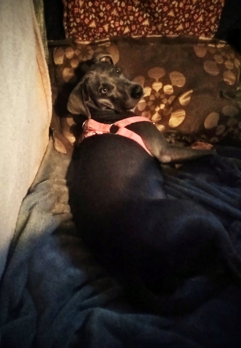 ReaderGalore's tweet photo. Some favorite photos; I've snapped at the start of this week.
1. #Bronte w/ New Foam Bedding.
2. #ToadAlert https://t.co/VAE48B82uS