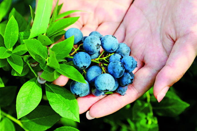 Josemaya31's tweet photo. Just tried the fresh wild blueberries from local farm! Burst with natural sweetness, plump u0026 juicy—perfect for morning smoothies. 10/10 would repurchase https://t.co/aOtvmSrlNs