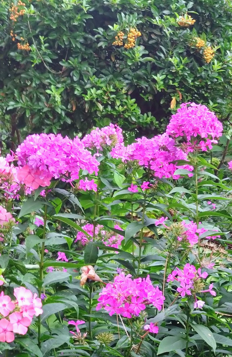 marysia_cc's tweet photo. September in the garden https://t.co/qf7LiJ7io9