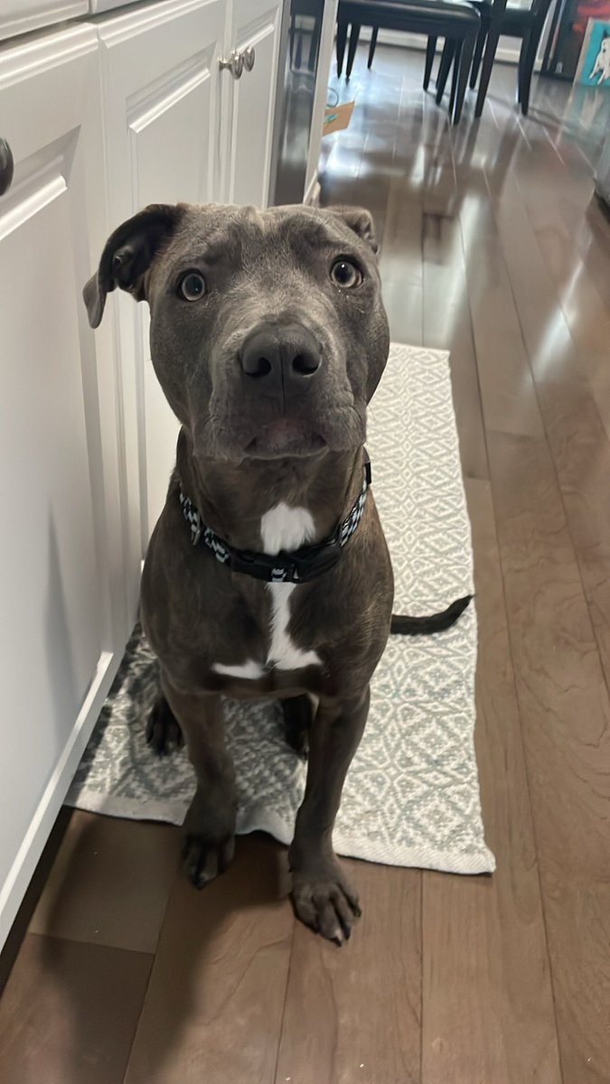 presumptiveflow's tweet photo. Please adopt a dog from a shelter.  Please do not go out and buy a purebred dog from some breeder because you think you are Taylor Swift.

Look at this little boy that I got for $295 in adoption fees from the Humane Society. He’s my best friend. https://t.co/Iekmz2imVn