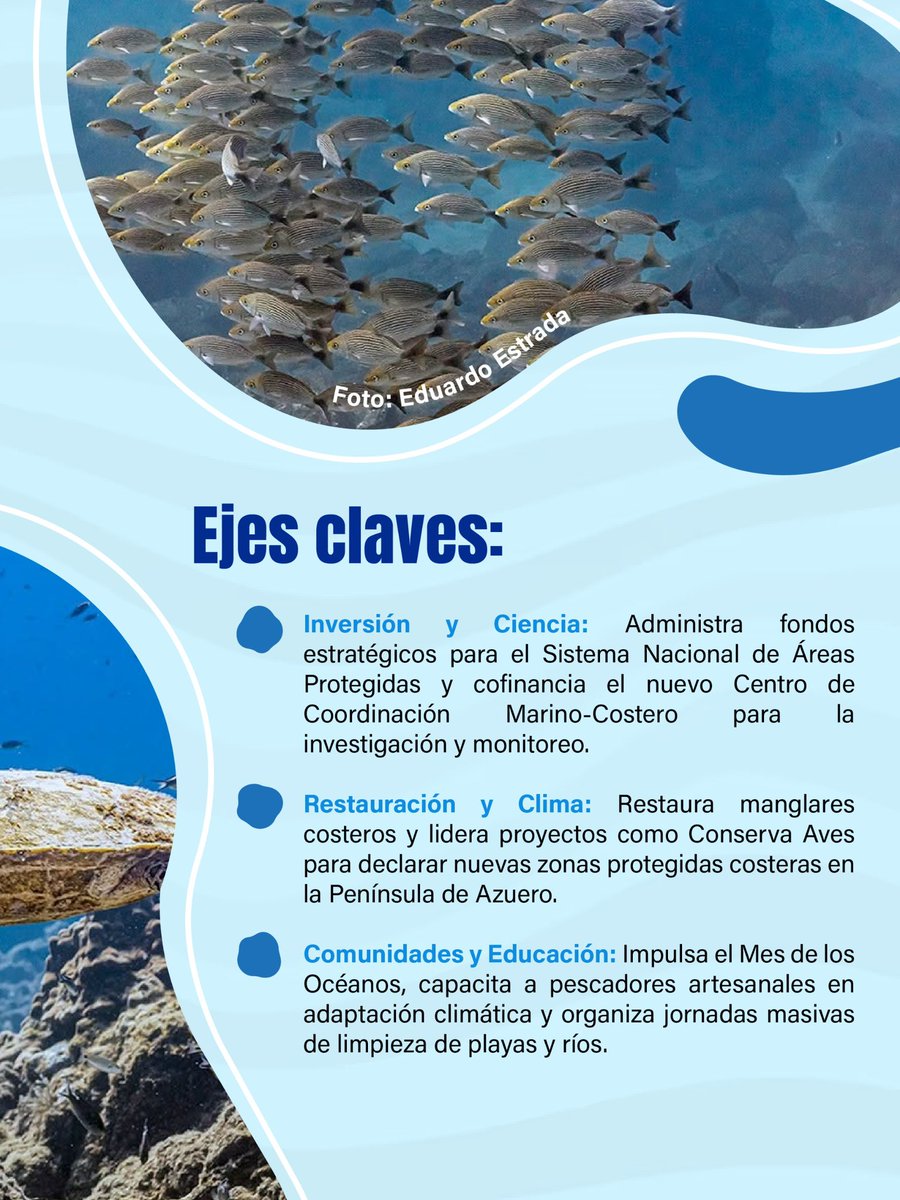 naturapma's tweet photo. ¡35 años conectando la tierra con el mar! 🌊🇵🇦En este #MesDeLosOcéanos, celebramos más de tres décadas de compromiso de la Fundación Natura con la salud de nuestras costas y mares. Desde la restauración de manglares hasta la protección de especies clave #FundacionNatura https://t.co/tvFuyiPozz