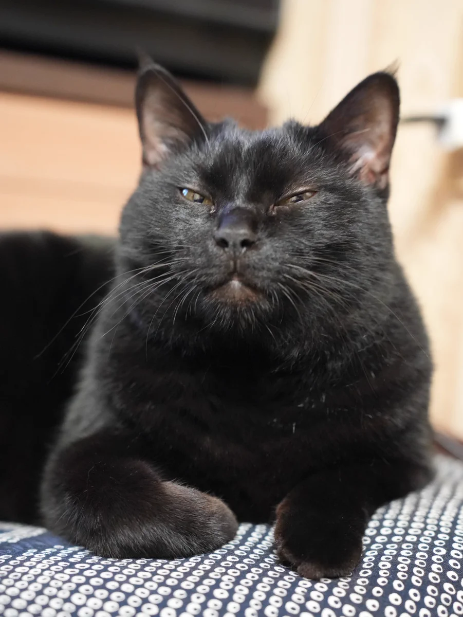 黒猫つくねちゃん太しっぽ on X: 