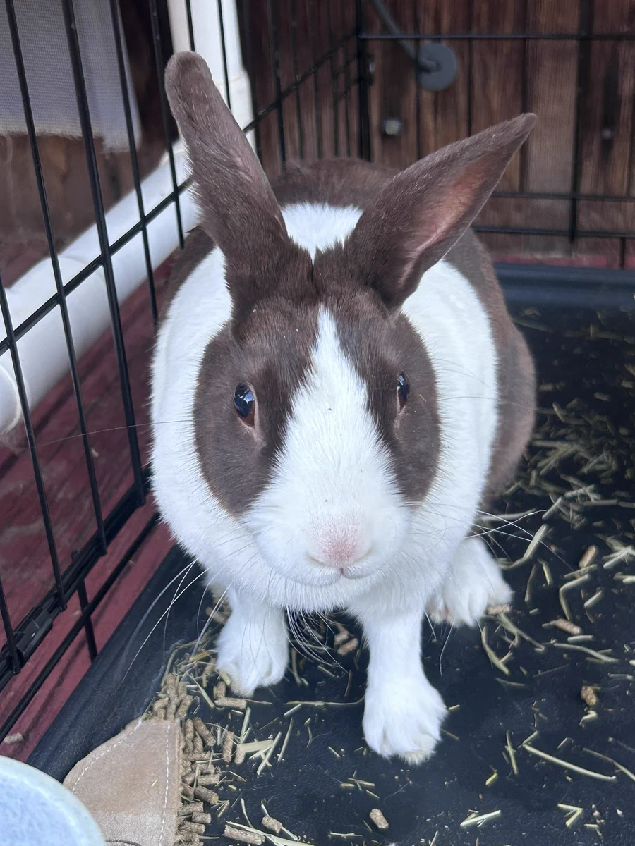 Why you should have a rabbit on X / X