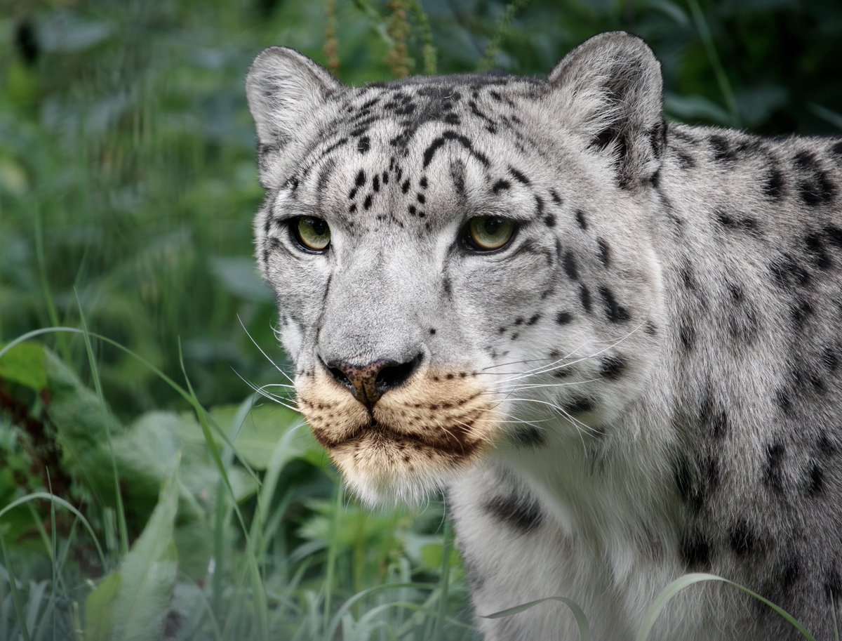 Bill_The_Fox's tweet photo. Happy Sneptember everyone!!! make sure to celebrate the greatest species around this month!! https://t.co/iQlw0PRODZ