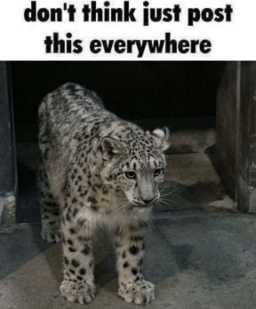 Bill_The_Fox's tweet photo. Happy Sneptember everyone!!! make sure to celebrate the greatest species around this month!! https://t.co/iQlw0PRODZ
