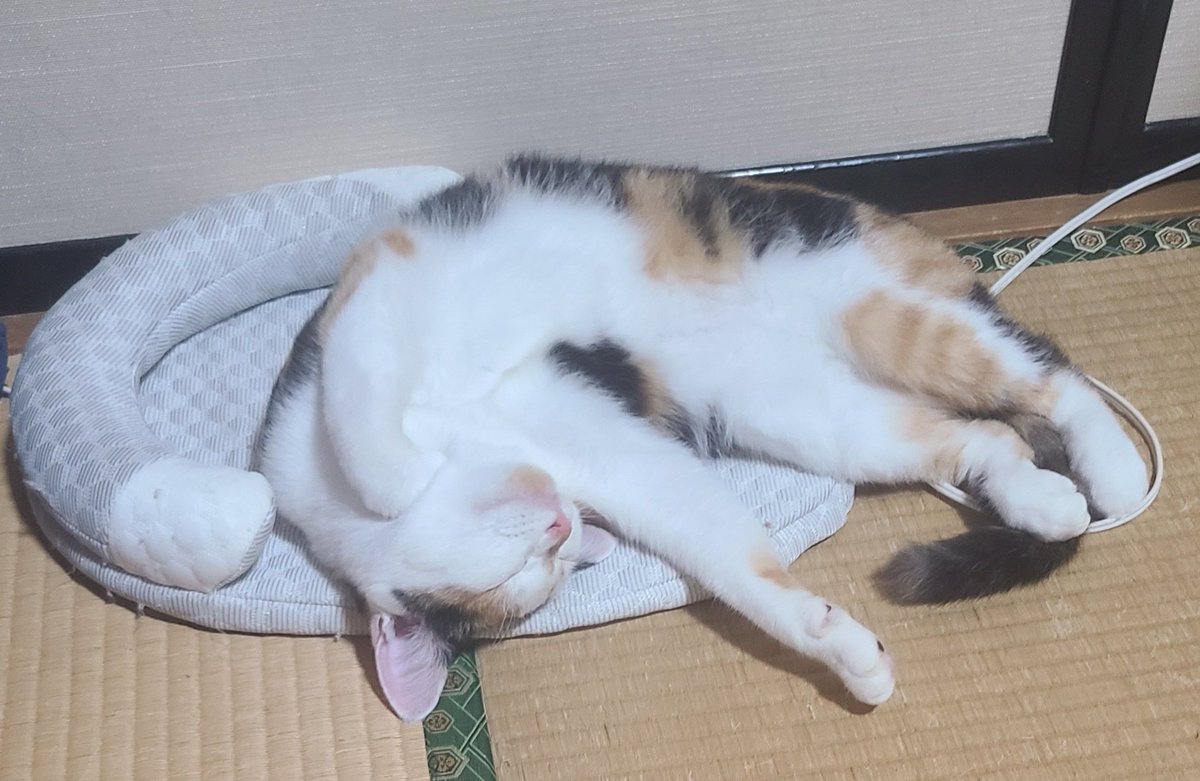 MADAO03TORI's tweet photo. ごろん🐈️ https://t.co/YlLq0rh19N