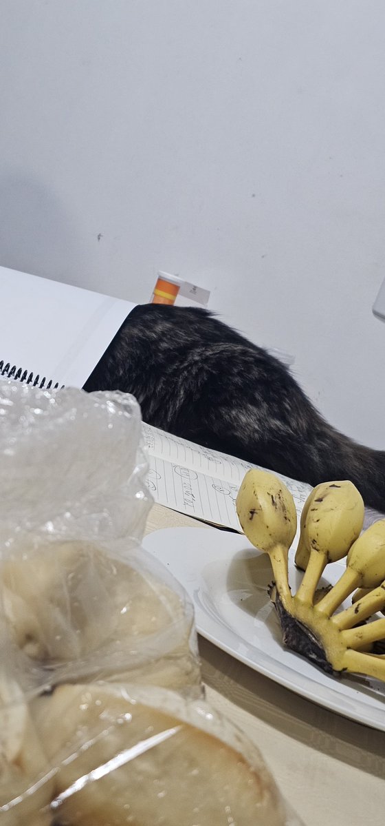breakboones's tweet photo. A minha gata ontem bem normal graças a deus https://t.co/0HgXclOcel