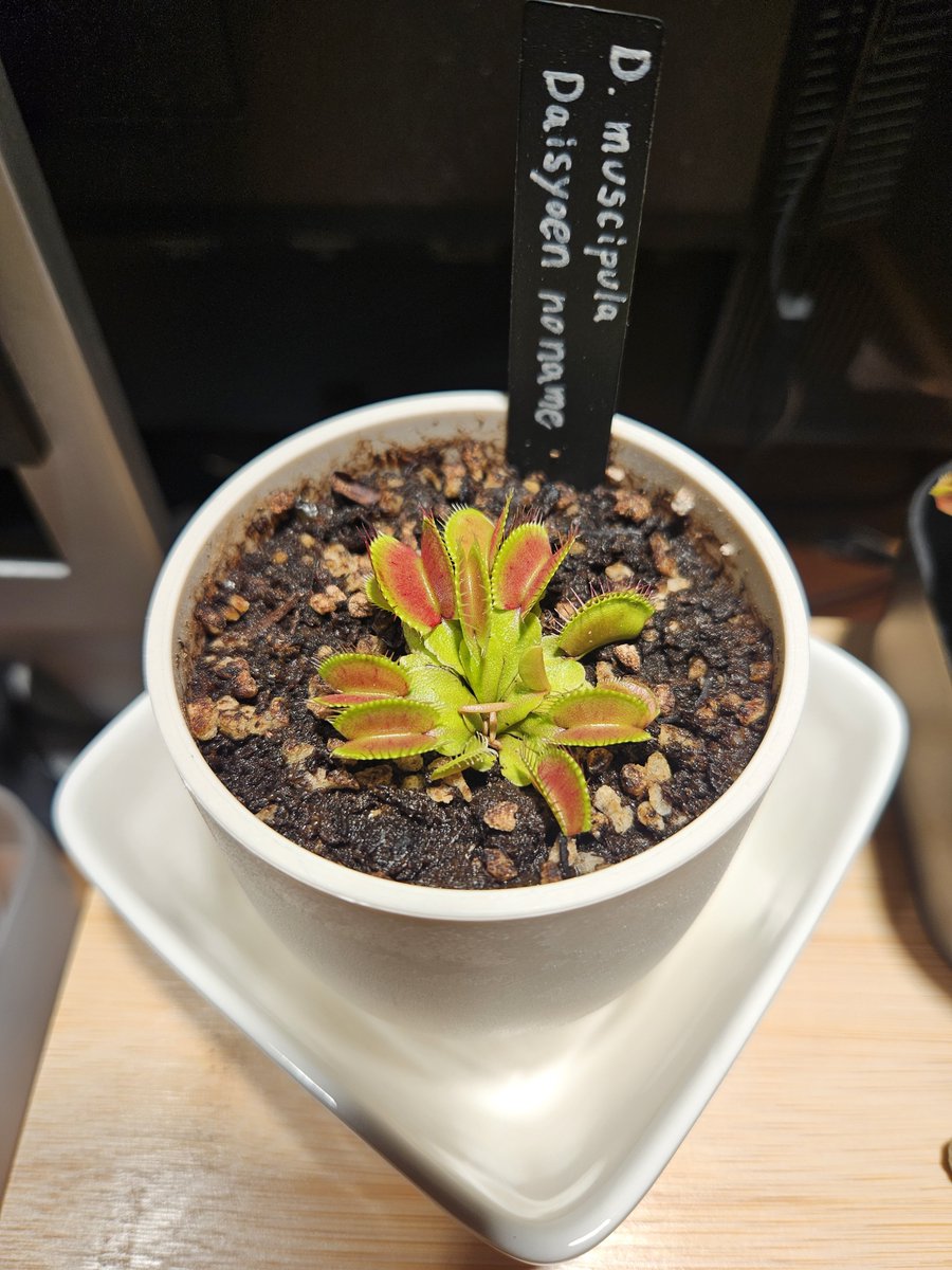 stonewellplants's tweet photo. ビフォーアフター！
復活したー https://t.co/ugxU1hPYZF
