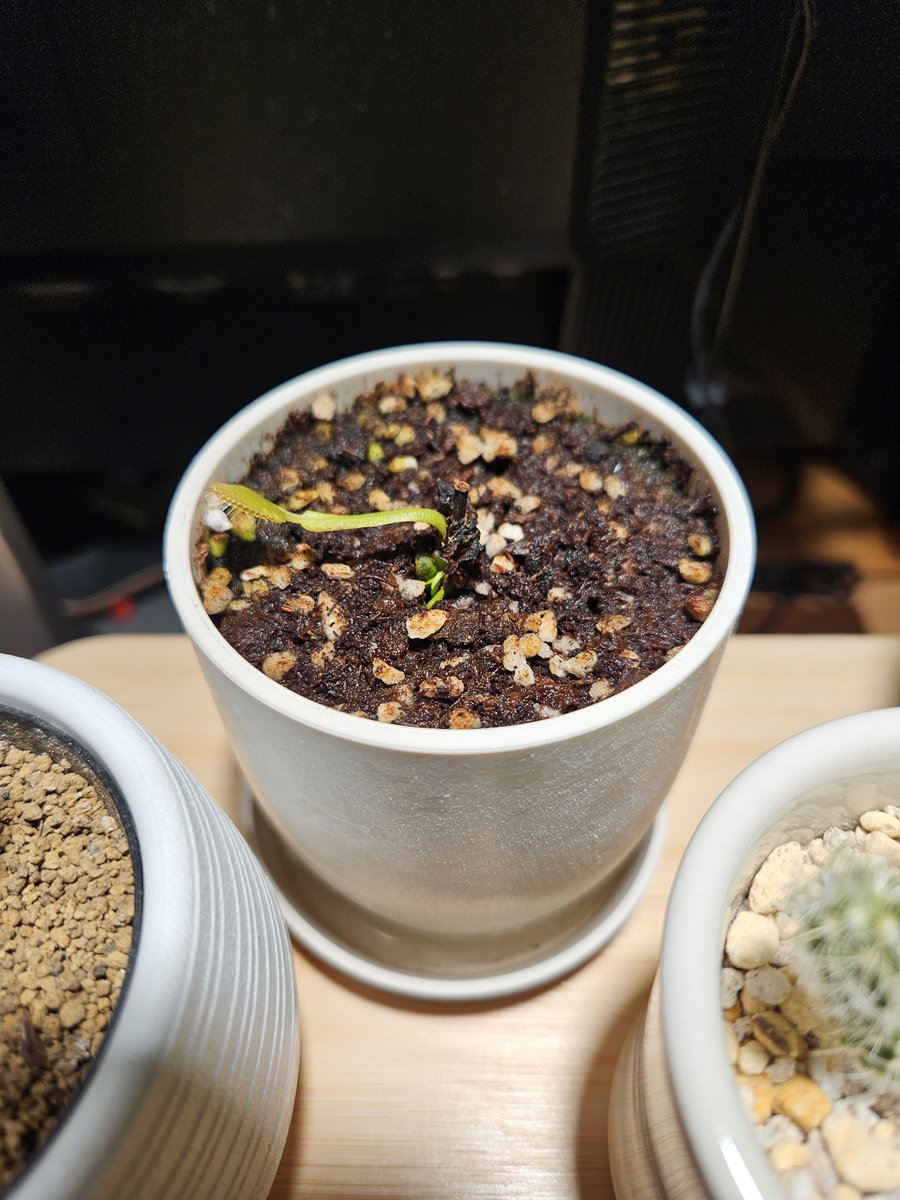stonewellplants's tweet photo. ビフォーアフター！
復活したー https://t.co/ugxU1hPYZF