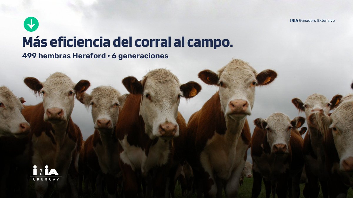 INIA_UY's tweet photo. ¿Es posible seleccionar animales más eficientes sin comprometer su desempeño?

INIA estudió 499 hembras Hereford durante seis generaciones y encontró que las hijas de padres genéticamente más eficientes mantuvieron un desempeño productivo y reproductivo similar.

Conocé las conclusiones ⬇️