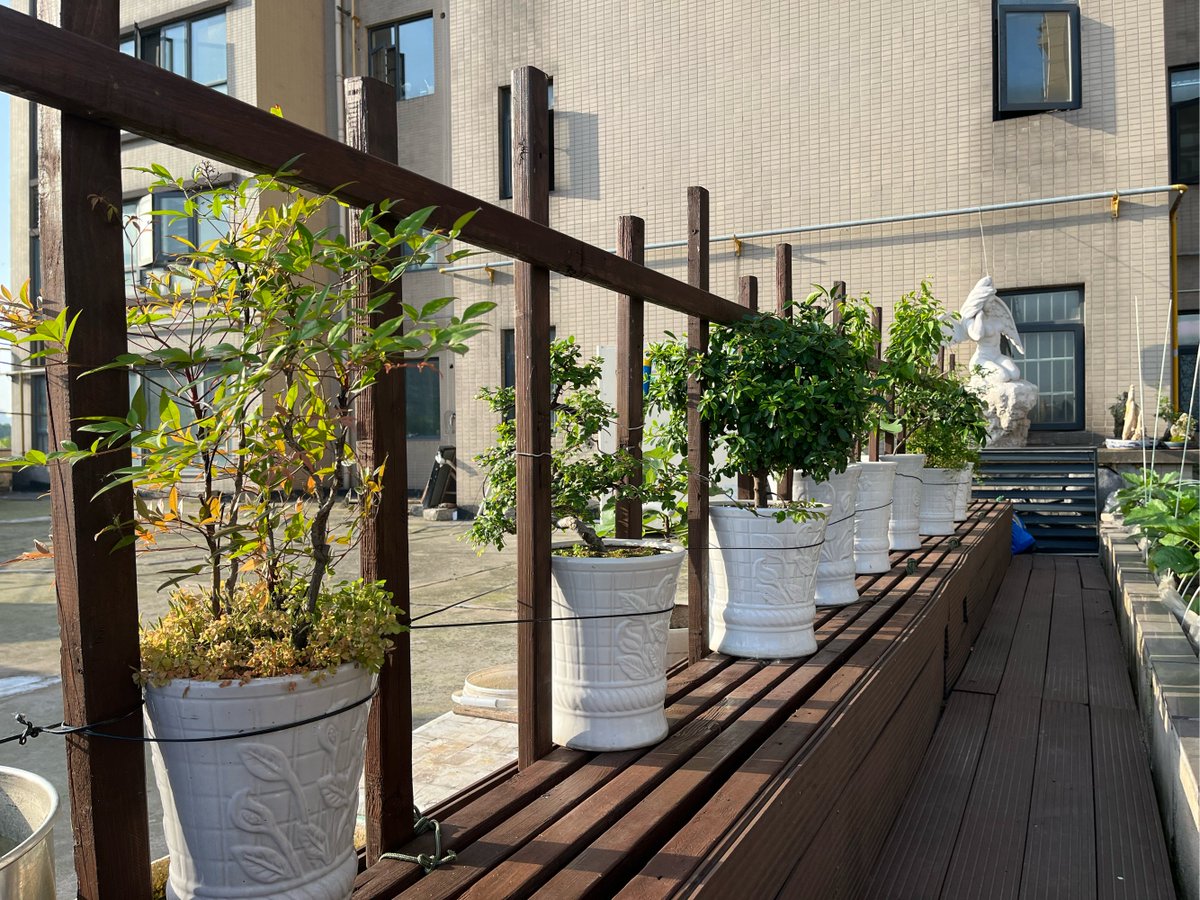 ina_ivan59001's tweet photo. Just tested a tiny urban rooftop garden kit—growing my own herbs in 5 minutes, no green thumb needed. Fresh basil for tonight’s pasta, game changer!， https://t.co/OBaWO4Qj5Z