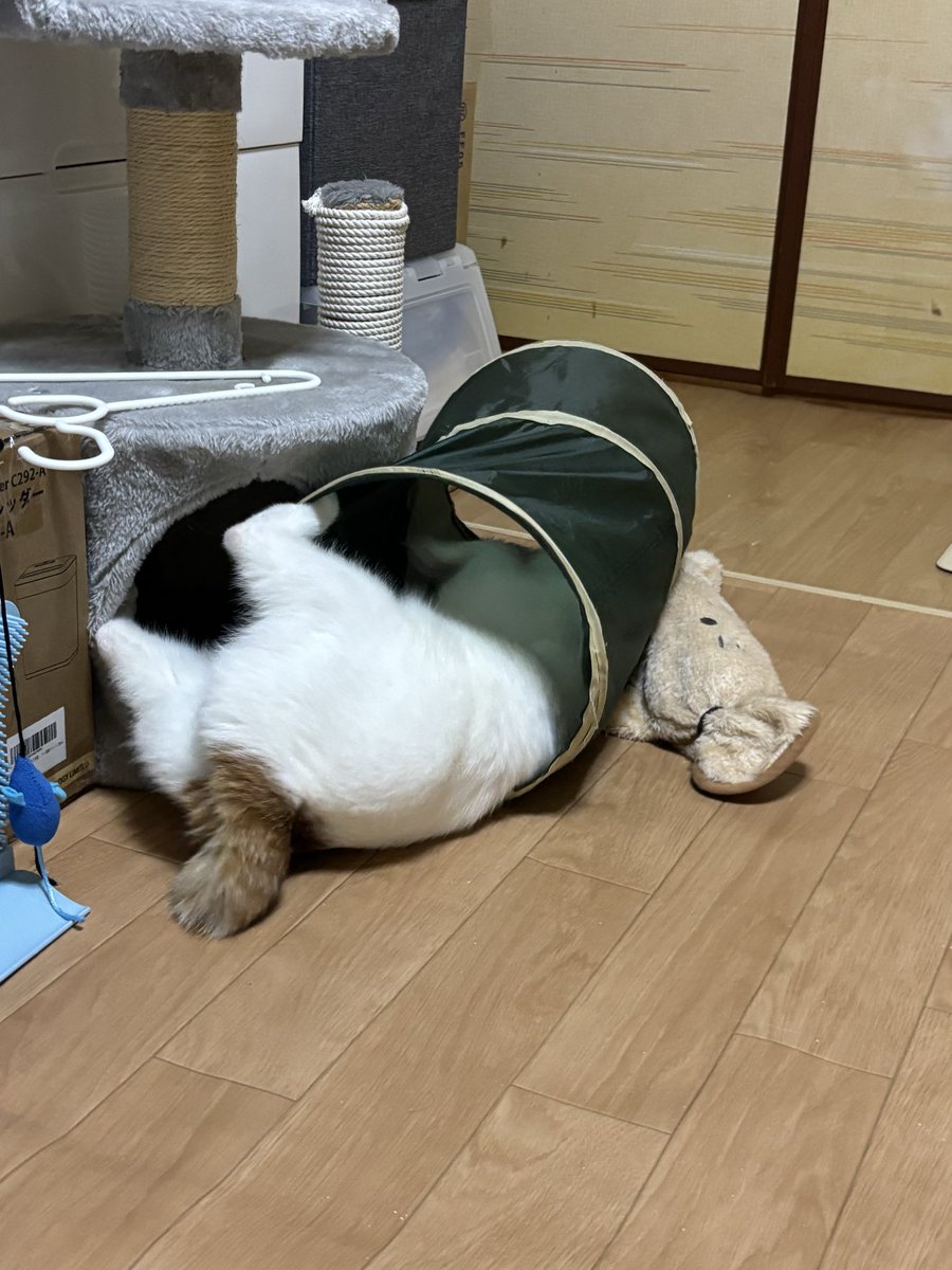 chagekichi's tweet photo. トンネルで暴れないよ！

生まれて初めていうセリフ…🤣
たまにチラ見してくるのが可愛いw https://t.co/Wh4chebaE3
