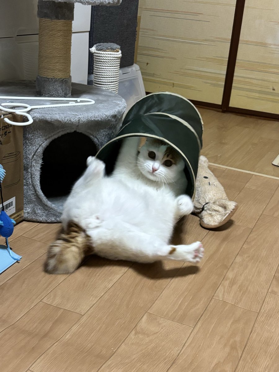 chagekichi's tweet photo. トンネルで暴れないよ！

生まれて初めていうセリフ…🤣
たまにチラ見してくるのが可愛いw https://t.co/Wh4chebaE3