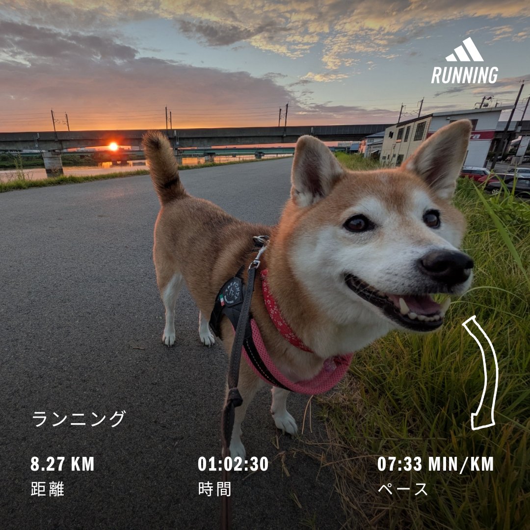 metabo_Good_bye's tweet photo. こんばんは。
ウォーク&amp;ラン☀
#ウォーキング #ランニング #柴犬 #散歩 https://t.co/9peXJZfdwo