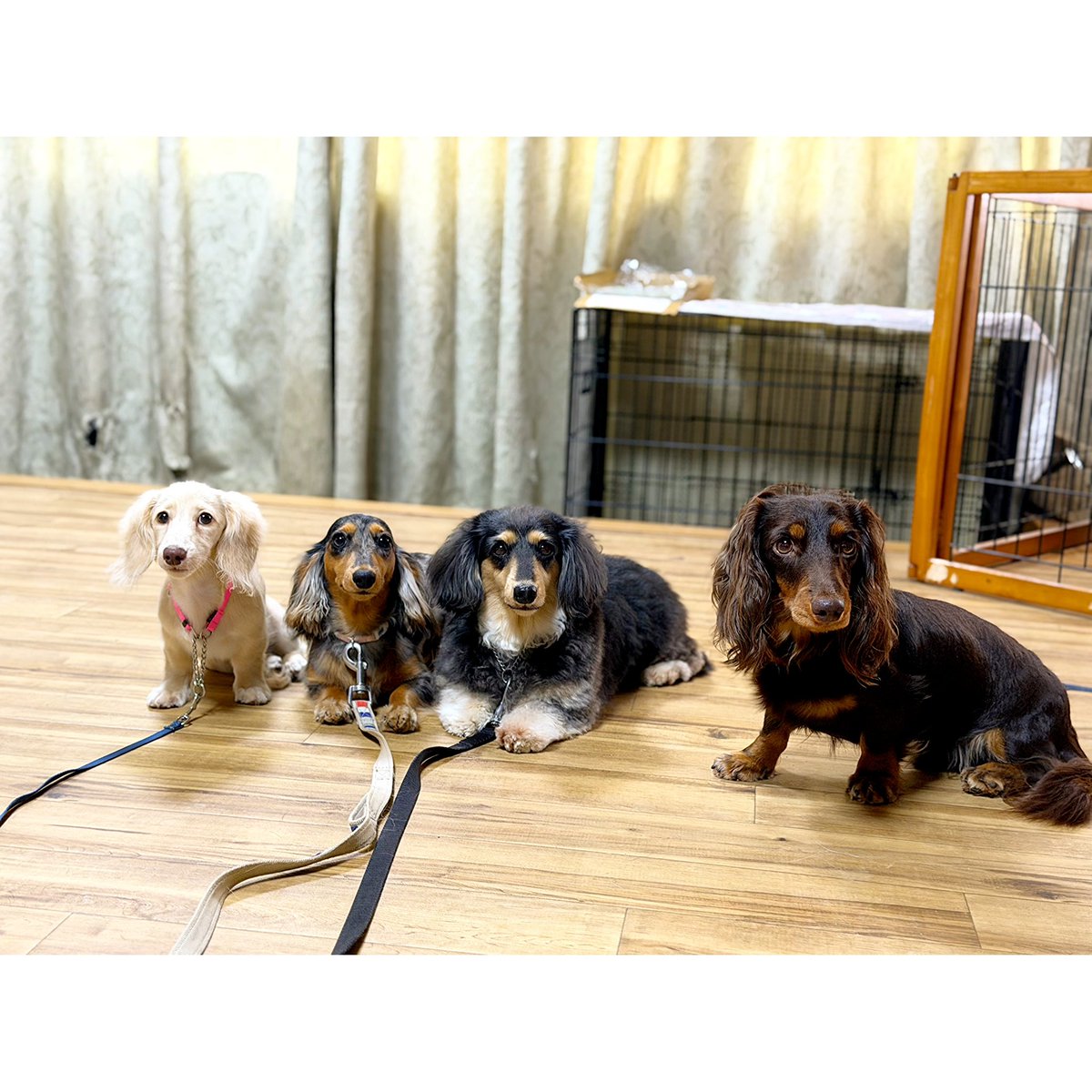 o_r_masui's tweet photo. （左）カイ⭐︎フォルトゥナ⭐︎ゆず⭐︎マフ（右）
同じ犬種のダックス達で集合写真を撮りました🐶皆それぞれカラーも性格も違って可愛いです。

カイは生後３ヶ月の頃に
要求��えのご相談で来てくださりました。

まだ入学したばかりで要求がかなり強いので、

#ドッグスクールいろは https://t.co/DVw0x6d2M1